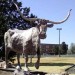 Alpine Bull at Sul Ross State University