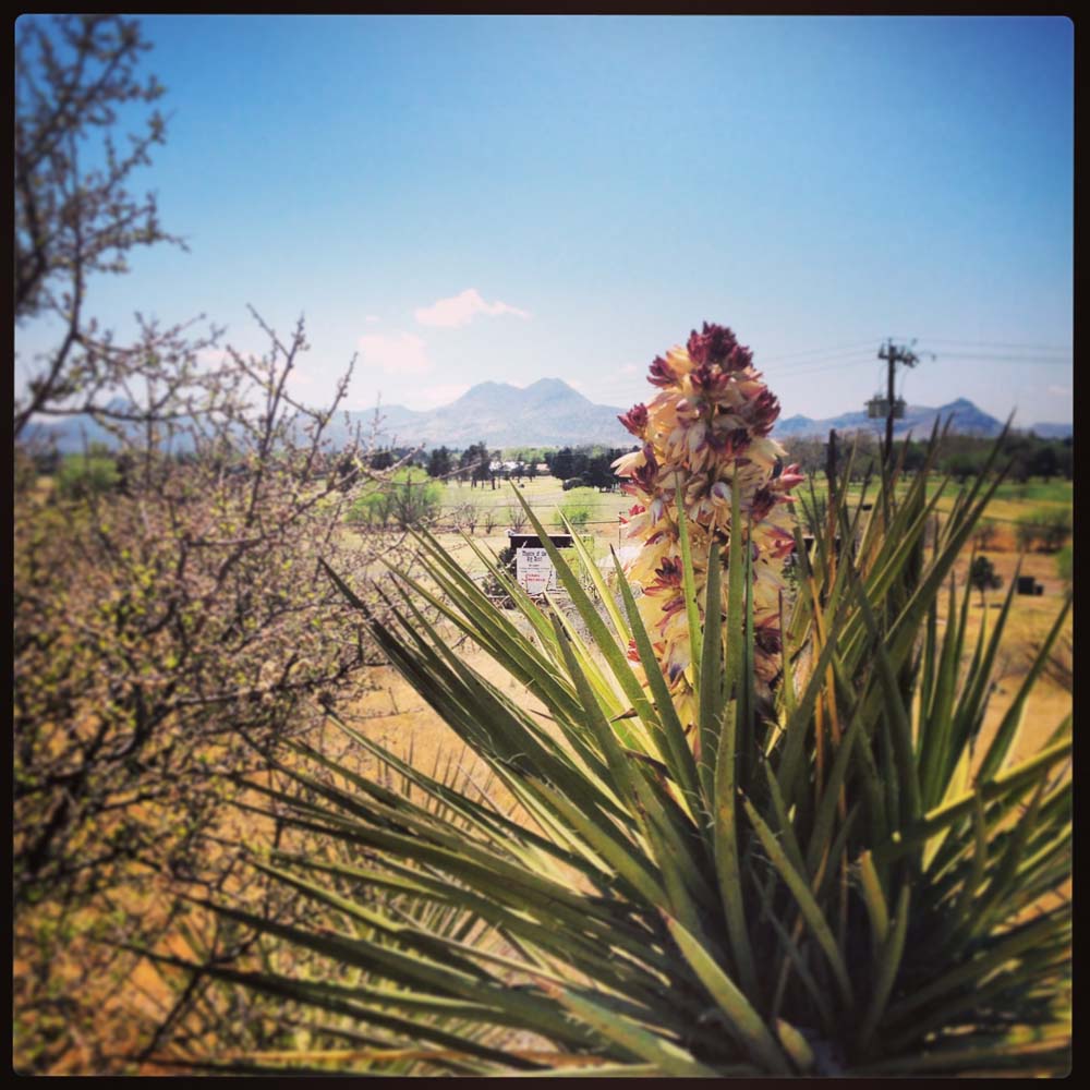 Blooms Downtown Alpine Alpine, Texas