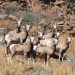 Recently Translocated Desert Bighorn Sheep on 9 Point Mesa #1
