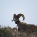 Recently Translocated Desert Bighorn Sheep on 9 Point Mesa #2