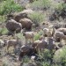 Recently Translocated Desert Bighorn Sheep on 9 Point Mesa #5