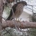 A Hawk in Our Yard