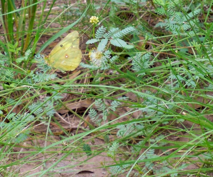 Flutterby
