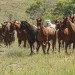 On the Move - gathering horses at the o6 Ranch