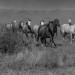 Stampede of horses at the o6 Ranch