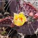 Cactus Flower - Best Western Alpine Cinco de Mayo 2013