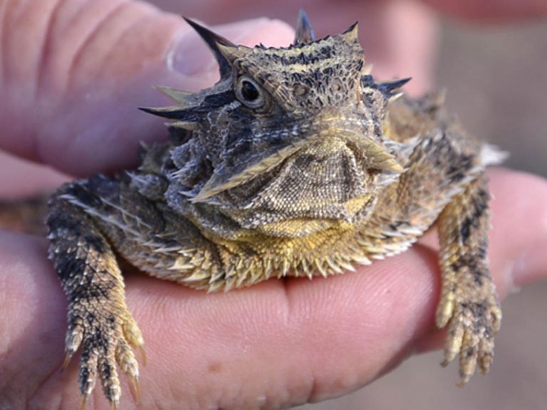 Horned Toad Alpine, Texas
