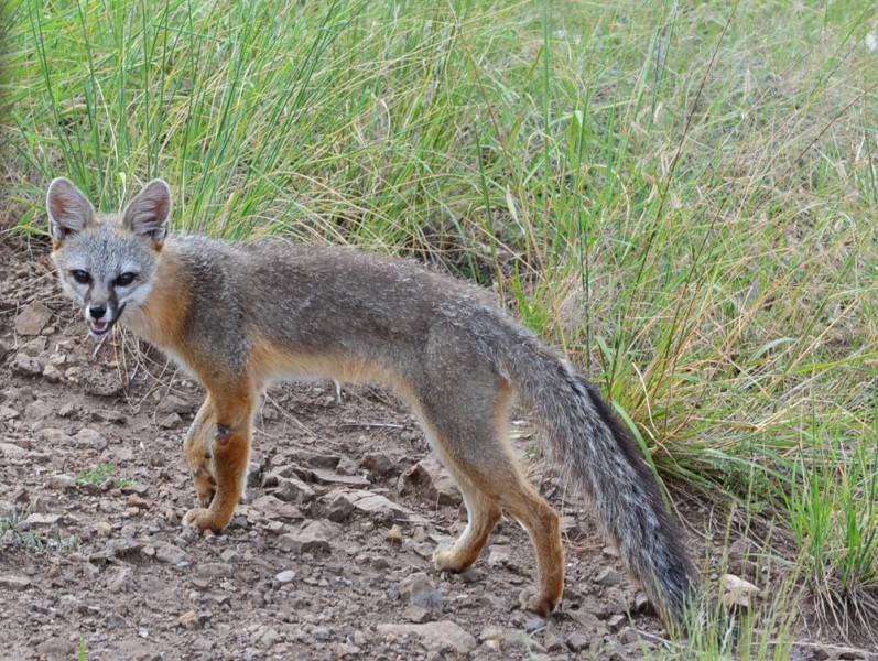 Fox Leaving | Alpine, Texas