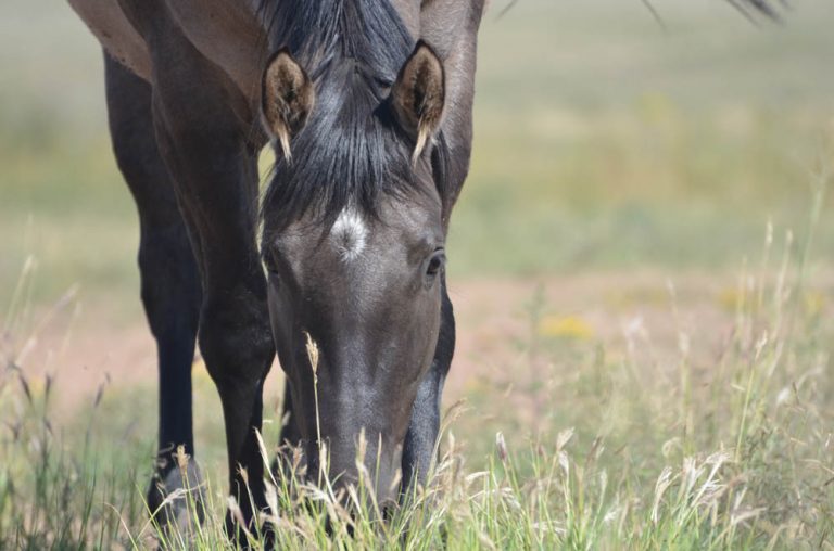 Grulla 