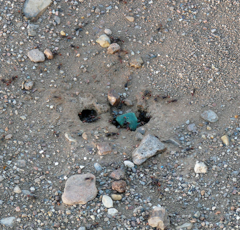 Red Harvester Ants bringing Home a Gem - Alpine, TexasAlpine, Texas