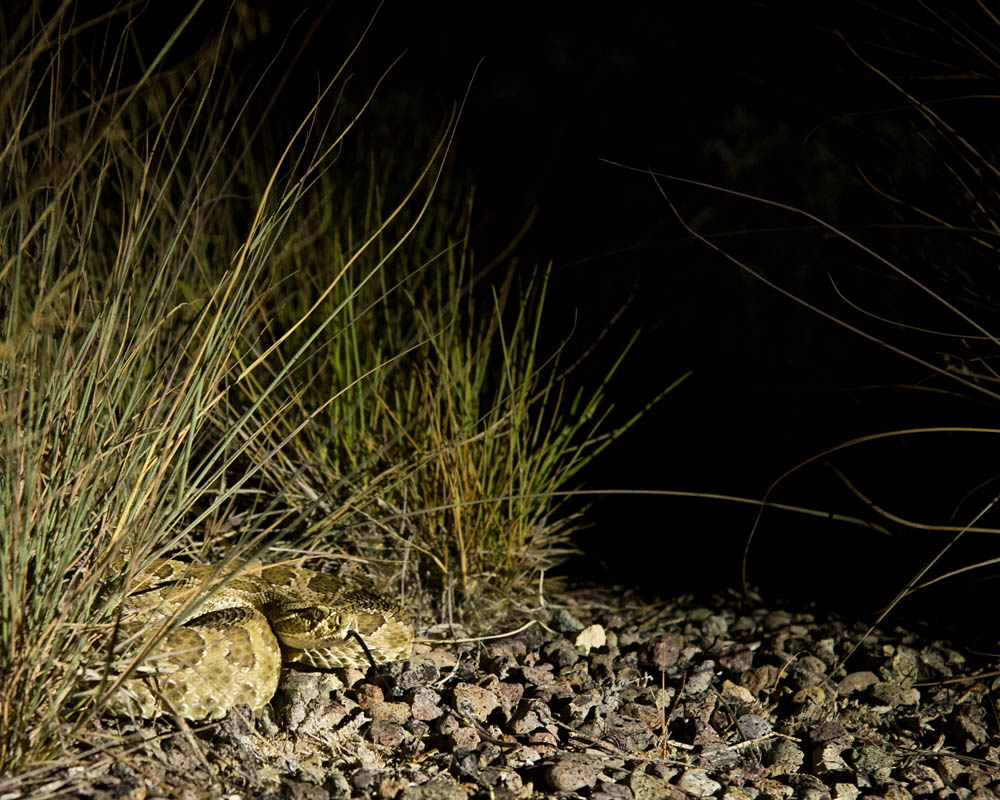 Rattlesnake | Alpine, Texas