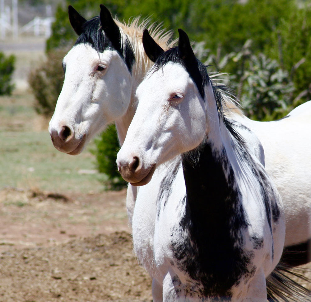 Medicine Hats Alpine, Texas