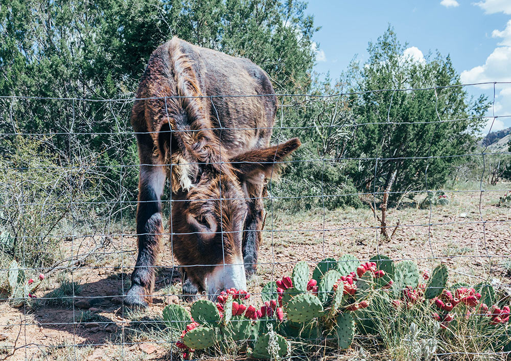 A Gentle Soul Alpine Texas
