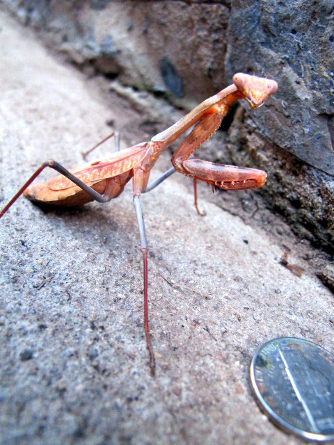 Bugger... - Alpine, TexasAlpine, Texas
