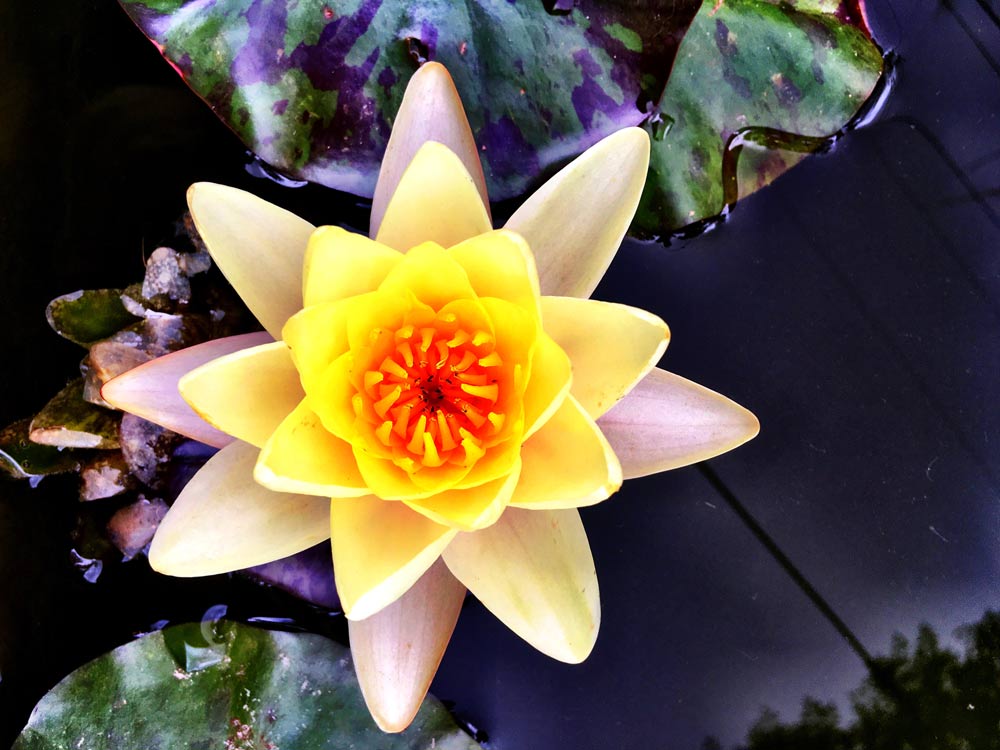 Lotus on Bird Street Alpine, Texas