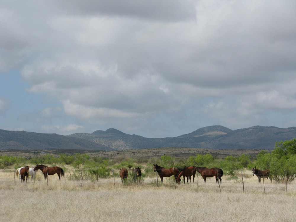 Gentle Rides - Alpine, TexasAlpine, Texas
