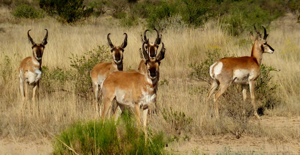 Antilocapra americana Alpine, TexasAlpine, Texas