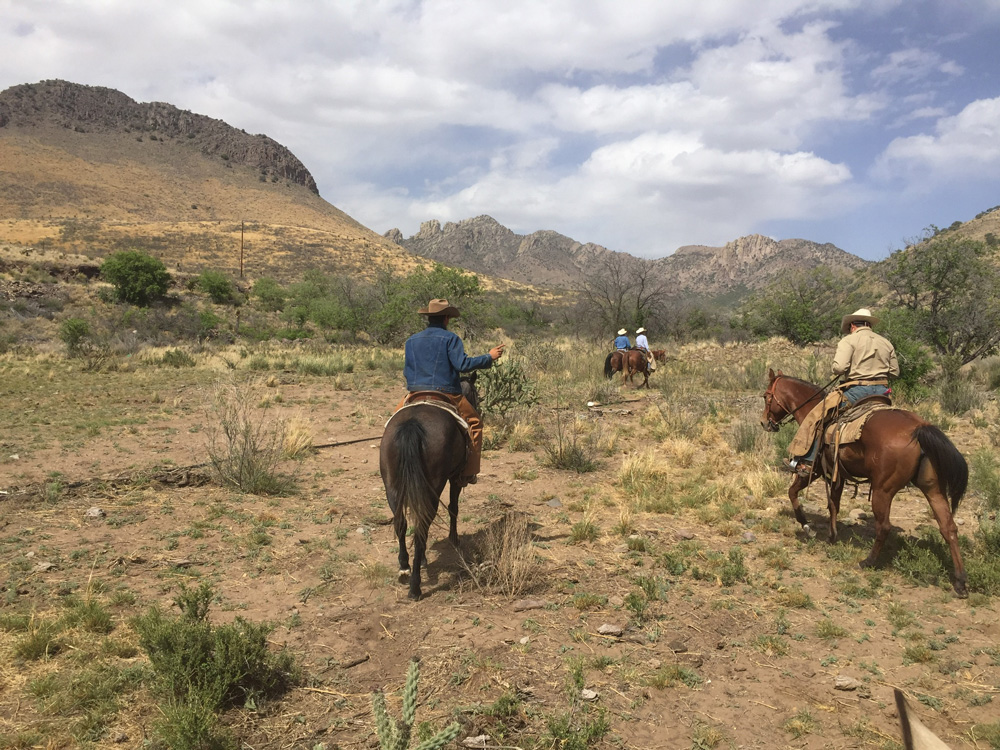 Working Cattle | Alpine, Texas