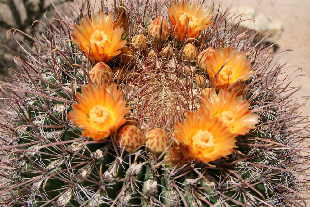 Aging Cactus | Alpine, Texas