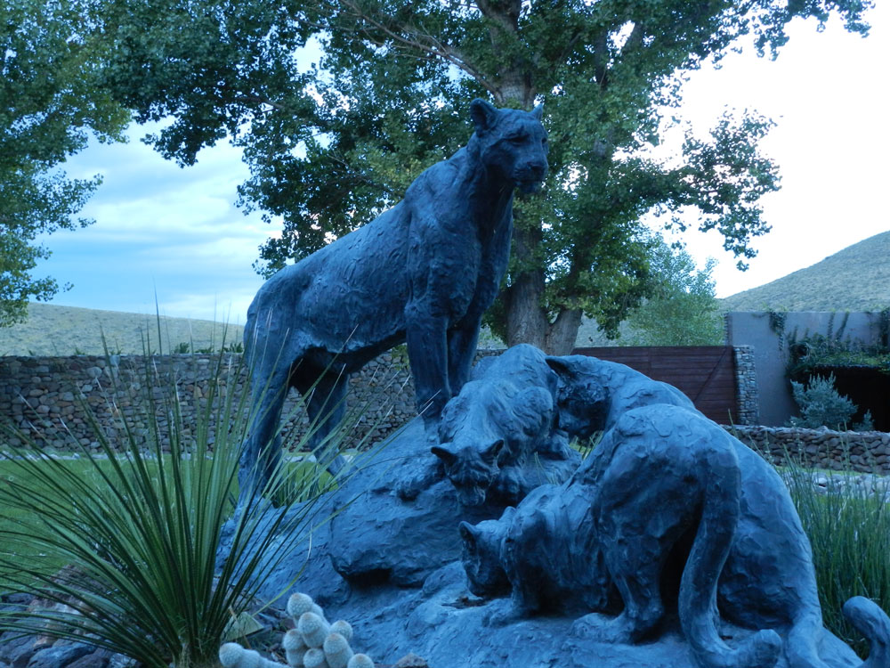 Mountain Lion Family | Alpine, Texas