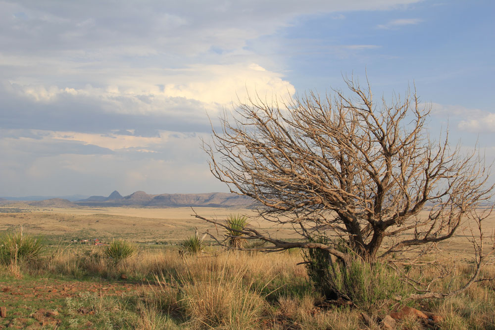 Open Range | Alpine, Texas