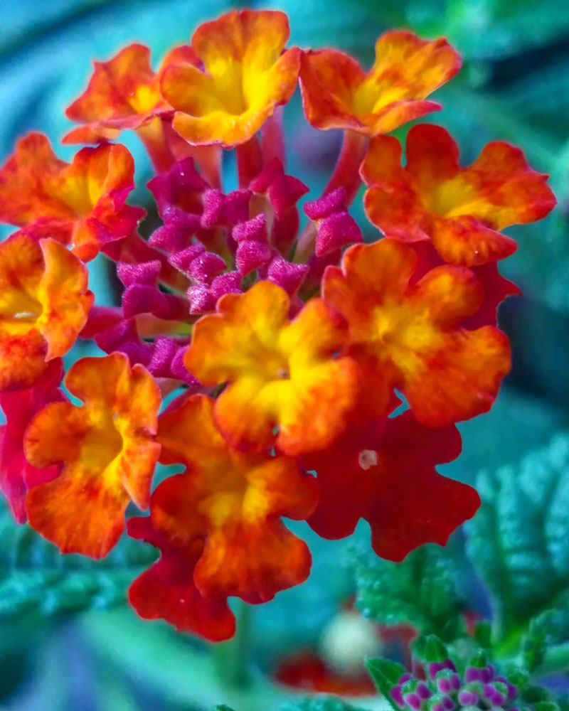 Summer flowers Alpine, Texas