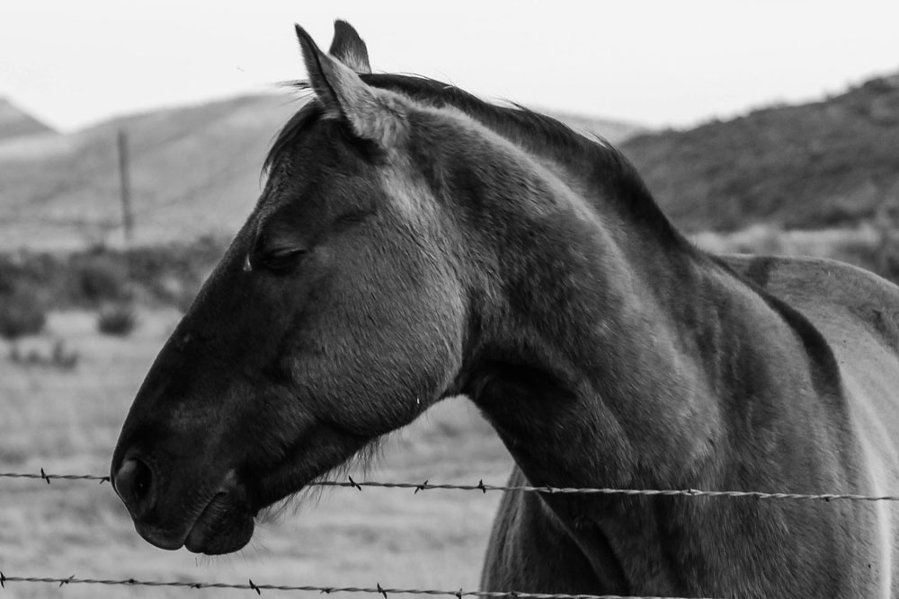 Horse with No Name Alpine, Texas