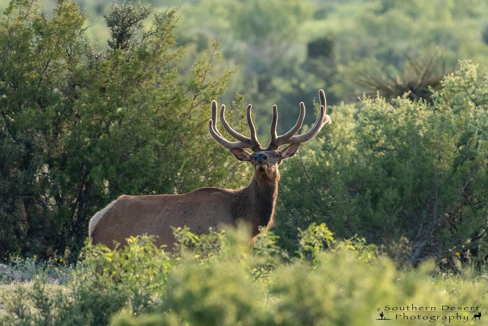 West Texas Velvet Elk Alpine, Texas