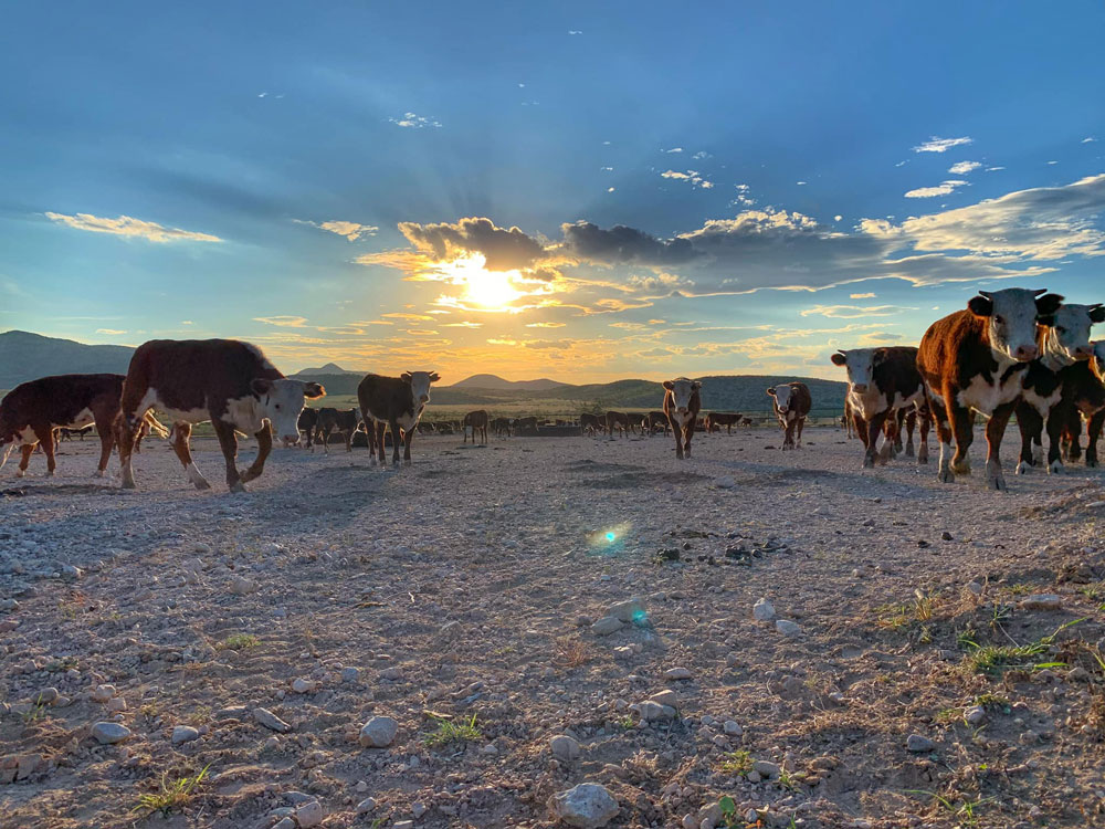 28-Herefords-and-Painted-Skies | Alpine, Texas