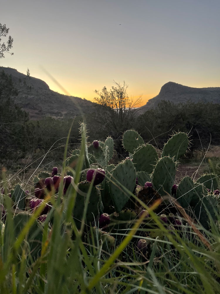 Prickly Sunrise in Sunny Glen Alpine, Texas